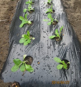 タキイのミニ白菜苗を定植