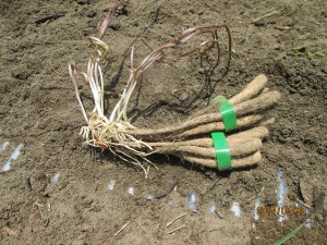 長芋の芽が伸び放題，発根も多い